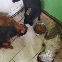 photo de livraison pour ПРИХВАТИЛИШТЕ ДРАЖЕВАЦ