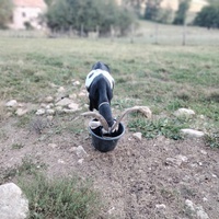 photo de livraison pour Chats errants du val du crenu