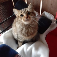 photo de livraison pour Chats Libres de Béziers