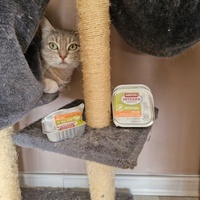 photo de livraison pour Montboud'Chat