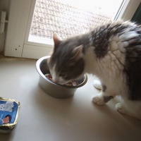 photo de livraison pour Les Chats du Nord Meusien