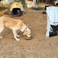 photo de livraison pour For the Strays - Paws of Greece