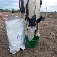 photo de livraison pour Happy Horse Day