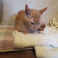 photo de livraison pour Vallée des Chats