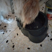 photo de livraison pour Chats Grains d'Amour