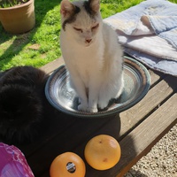 photo de livraison pour Ecole du Chat d’Arbois