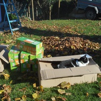 photo de livraison pour Au Paradis Des Chats
