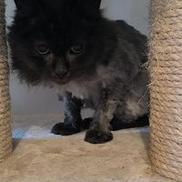 photo de livraison pour Association Chats Errants Val de Nièvre