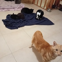 photo de livraison pour Les Amis de Michouette