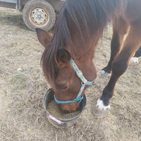 photo de livraison pour Equi-Libre : Droit à la Retraite Equine