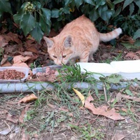 photo de livraison pour Chats Oubliés