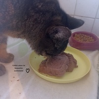 photo de livraison pour CAPPA