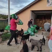 photo de livraison pour Društvo za zaštitu životinja "Bela"