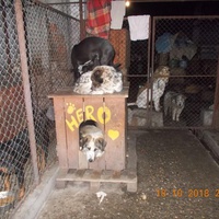 photo de livraison pour Pro Animals Finland ry