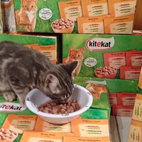 photo de livraison pour Jardin des Chats