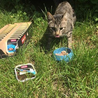 photo de livraison pour Les chats de l'Indifférence