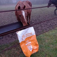 photo de livraison pour Hearthland Royal Horse
