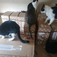 photo de livraison pour Les Pattounes de l'Espoir