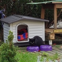 photo de livraison pour Les Chats'nonymes