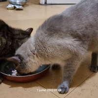 photo de livraison pour Chats Libres des Hauts Cantons de l'Hérault