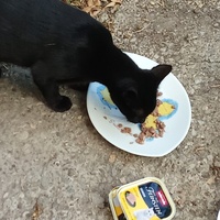 photo de livraison pour Les chats libres de Caro
