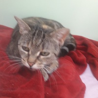 photo de livraison pour Les Amis de Michouette