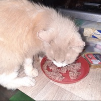 photo de livraison pour Association Misty Pépère