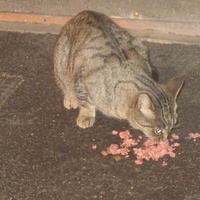 photo de livraison pour Chat Libre de l'Ile du Ramier