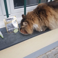 photo de livraison pour Les Chats du Mercantour
