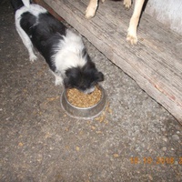 photo de livraison pour Pro Animals Finland ry