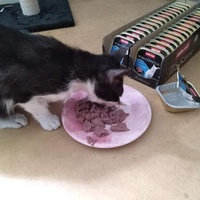 photo de livraison pour Paroles de Chats