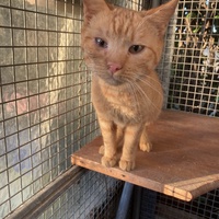 photo de livraison pour Association Des  Chats  De Hyeres