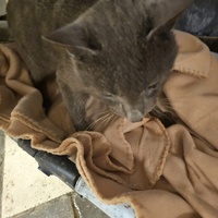 photo de livraison pour L'Arche de la Gazelle