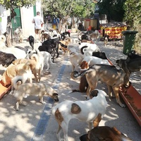 photo de livraison pour Europe4strays