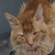 photo animal