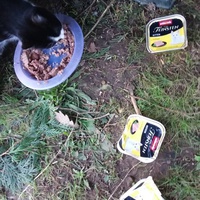 photo de livraison pour Chats Oubliés