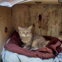 photo de livraison pour ANIMAL ATTITUDE