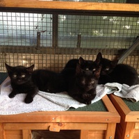 photo de livraison pour Association Des  Chats  De Hyeres