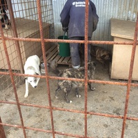 photo de livraison pour Save & Hope for Dogs