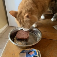 photo de livraison pour Association des Chats Camarguais