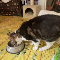 photo de livraison pour Cosette