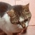 photo animal