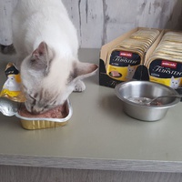 photo de livraison pour Les chats de l'Indifférence
