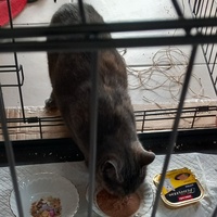 photo de livraison pour Les Amis des Chats d'Oc