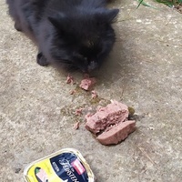 photo de livraison pour ANIMAL ATTITUDE