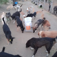 photo de livraison pour Sanctuaire de la Faune de Tanger (SFT)