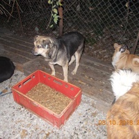 photo de livraison pour Pro Animals Finland ry