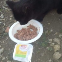 photo de livraison pour Les Chats-Pitresdelavi-Ste