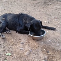 photo de livraison pour Help Adopt Moroccan Animals
