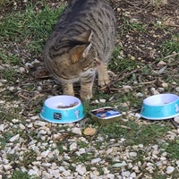 photo de livraison pour Clan du chat libre